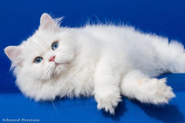 Snow: A white persian cat with deep blue eyes and a sweet doll face.