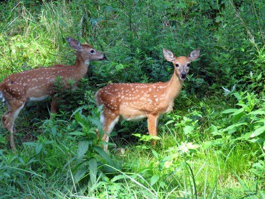 White-tailed deer also known as the Virginia deer or whitetail.