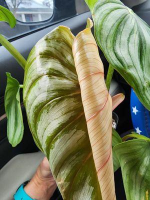 Philodendron bipenn Columbia New leaf!