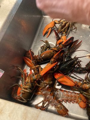 Prepping in the sink