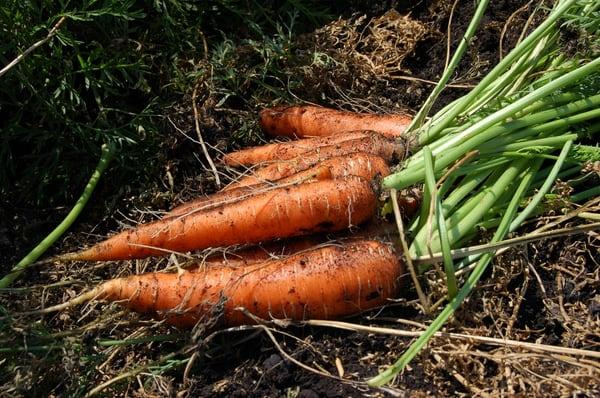 Farm-fressh carrots at Glebocki Farms in Goshen, NY