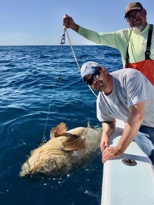 A Goliath grouper- more than 100 pounds