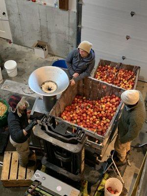 Grinding apples for cider