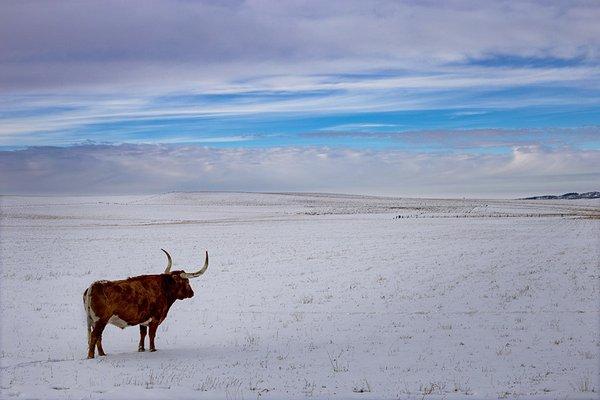 Lone Longhorn
 
 by bucklovell.com