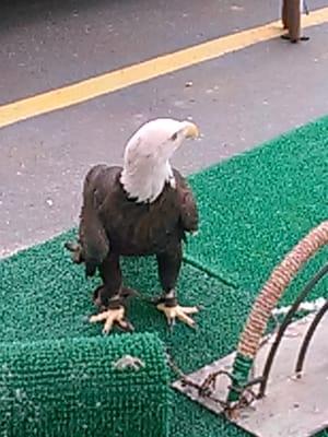 Eagle from U of M Raptor Center. Cue national anthem.