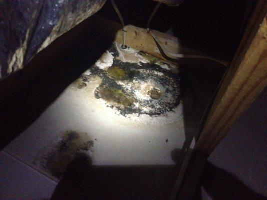 MOLD CAUSED BY FAULTY INSULATION