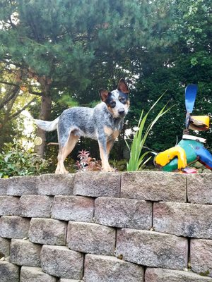 Aussie our mascot, the crazy Australian cattle dog