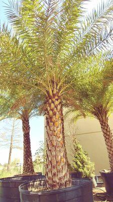 Fresh Cut Landscaping - Kenner, LA - some of our palm trees