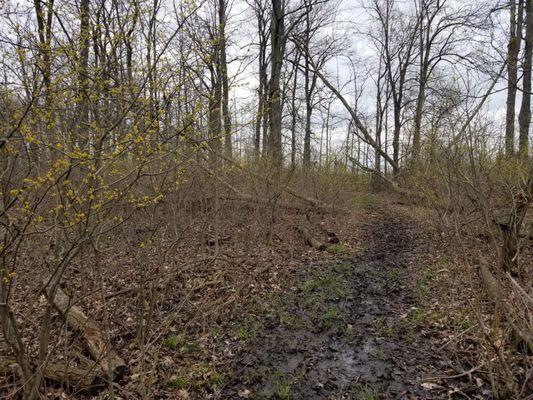 Trees in bloom along the walking path.