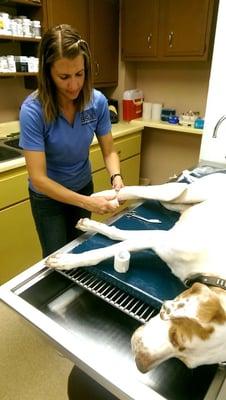 Dr. Melissa Detweiler treating a canine patient