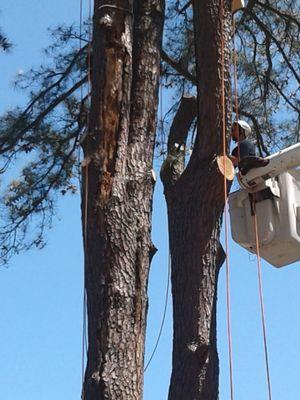 Removal of two 90 tall pine trees