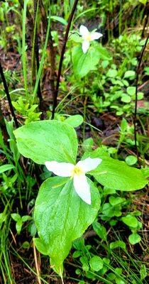 Trillium in bloom.