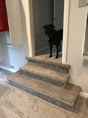 He loves the carpet too