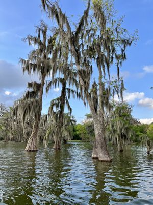 Cypress and Gum trees on Lake Martin