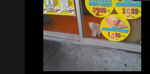 The Meat  store . There have a Cat I guess for no Mice !!!!