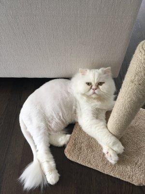 I love this handsome kitty! Persian with a haircut.