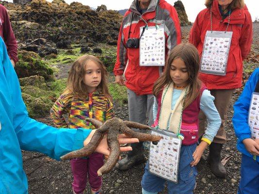 Naturalist teaching Seastar anatomy