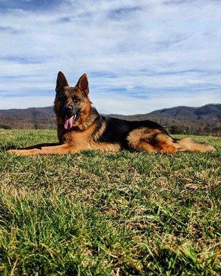 German Shepherd Klaus shining in his Kabler Residency course.