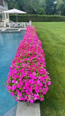 Flowering pots