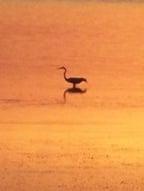 Sunset Yoga