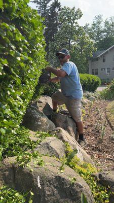 hedge trimming