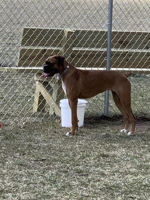 Lucy taking a 5 second water break, then back at it!