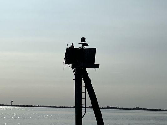 OBX Pontoon Man