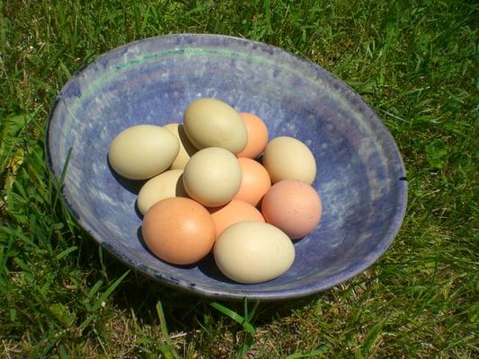 Fresh eggs from our chickens