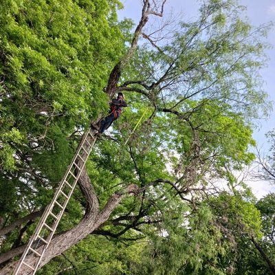 Ernest's Cut & Stack Tree Services