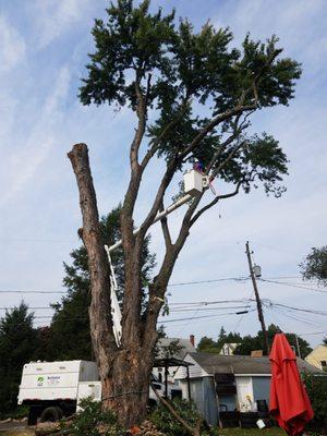 Removing a very large tree in Allentown PA