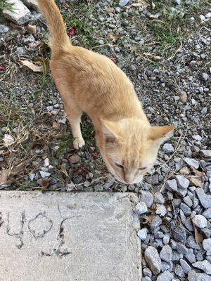 sweet kitten #1, on patrol