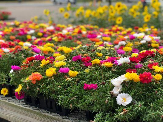 Vermont grown Annuals and Vegetables are available from May through September.