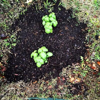 Basil time! These tiny plants will get really big.