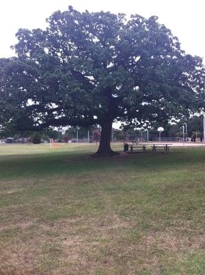 Ideal spot for a picnic