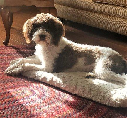 North Country Kennel Club Labradoodle puppy