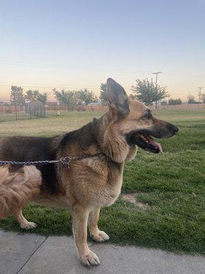 At the Dog park