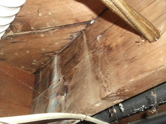 Moisture Intrusion and Termite damage at a floor joist.