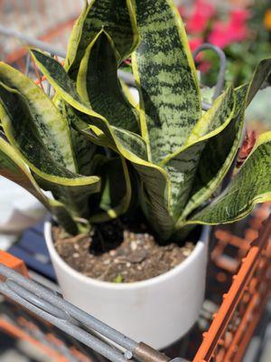 Spider  plant