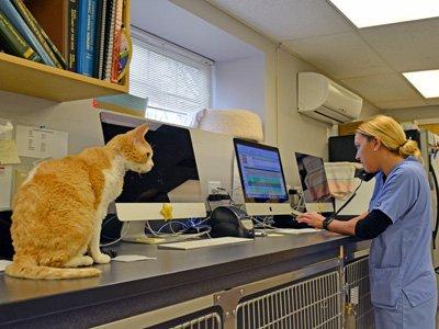 Essex Middle River Veterinary Center Cat