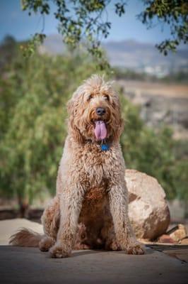 Duke F1b Goldendoodle male stud