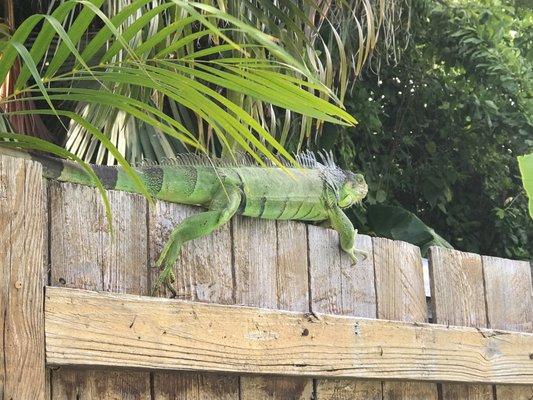 Visitor by the pool