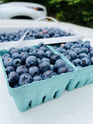 Blueberry picking