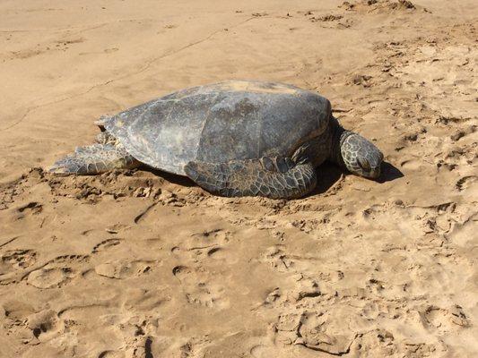 Honu resting peacefully next door on Kamaole I Beach