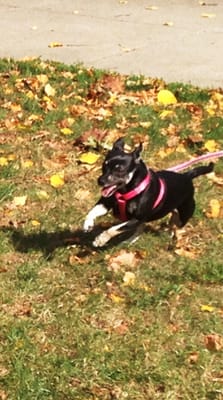 Roxy chasing Gracie at Brophy Park.