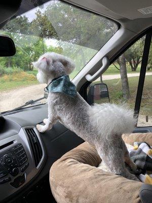 That's my Marley ready to go after his grooming at Happy Paws.