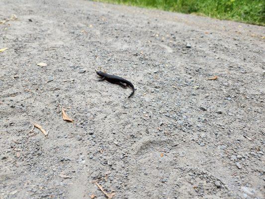 Rough-skinned Newt - Taricha granulosa granulosa