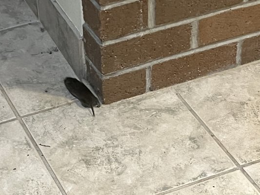 Huge Mouse running away to who knows where