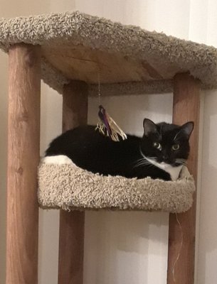 Moonshine relaxing on the cat condo