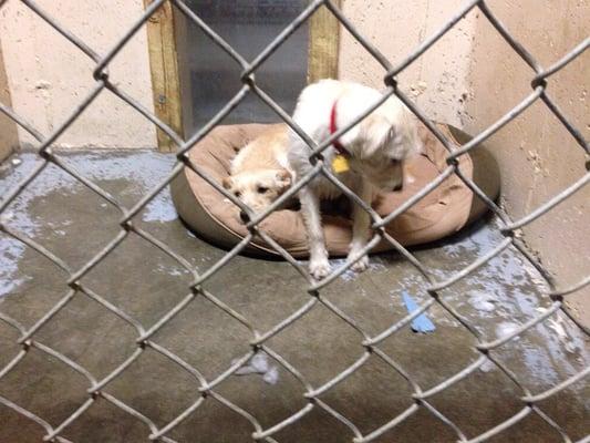 Goldie and Abby were a little shy on their 1st visit so we made their run smaller in hopes of making them more comfortable.