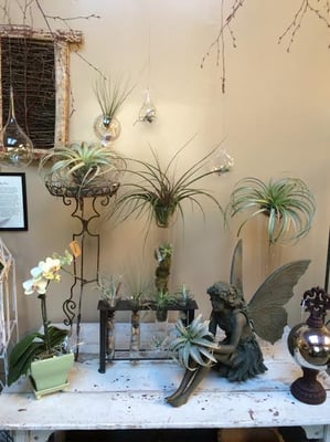 Tillandsia display at Ontario Street